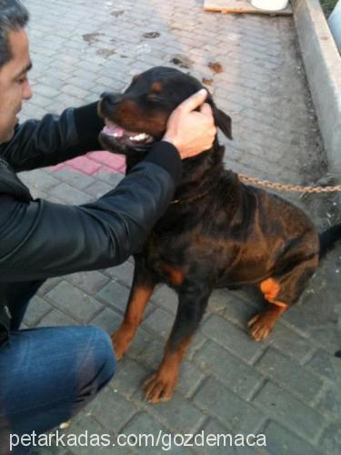 maça Erkek Rottweiler