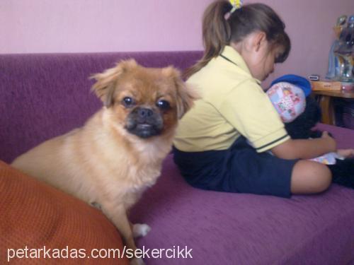 şeker Dişi Pekingese