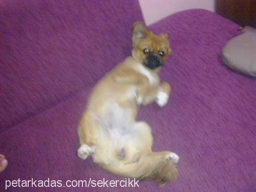 şeker Dişi Pekingese