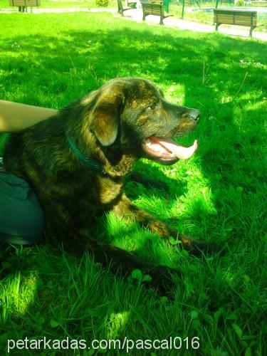 bella Dişi Cane Corso Italiano