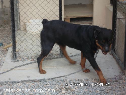 efe Erkek Rottweiler