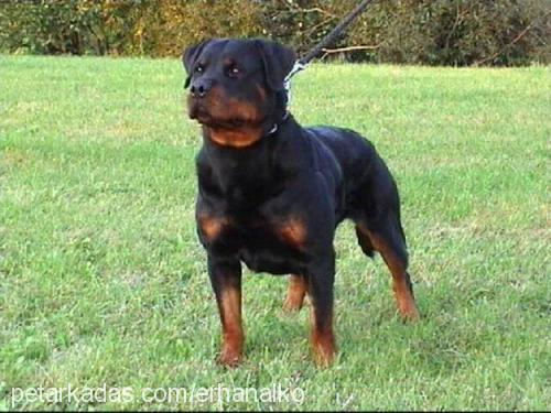 çarşaf Erkek Rottweiler