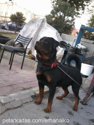 çarşaf Erkek Rottweiler