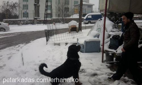 çarşaf Erkek Rottweiler