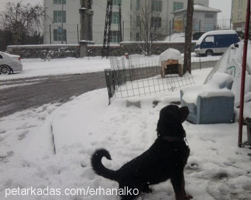 çarşaf Erkek Rottweiler