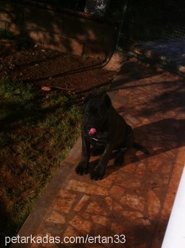 melo Erkek Mastiff