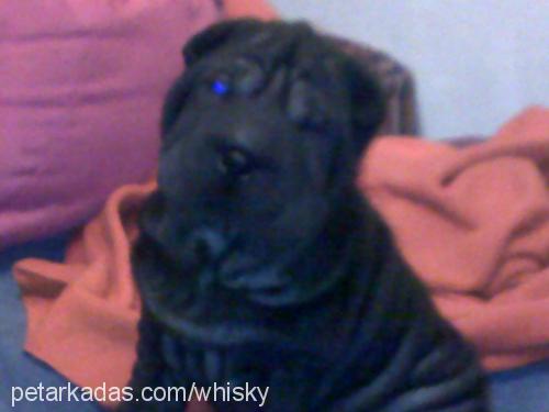 zen Dişi Çin Shar-Pei