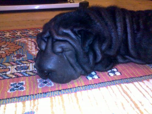 zen Dişi Çin Shar-Pei