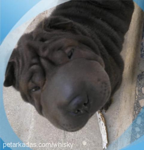 zen Dişi Çin Shar-Pei