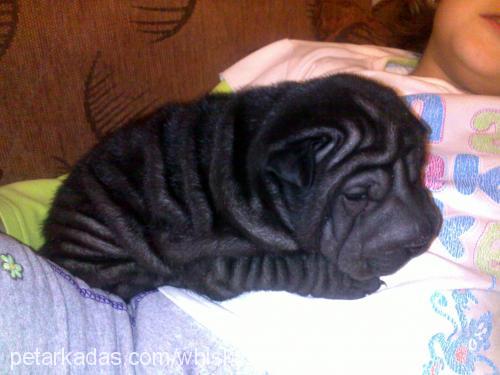 zen Dişi Çin Shar-Pei