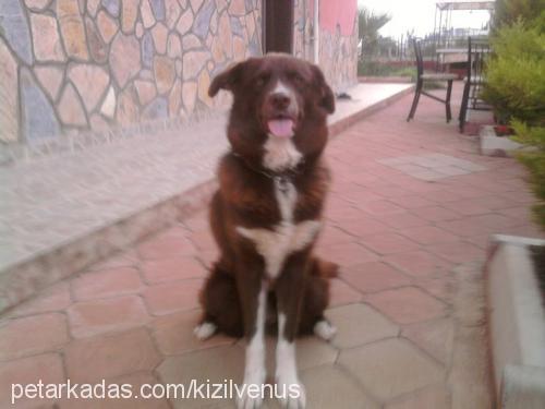 venüs Dişi Border Collie