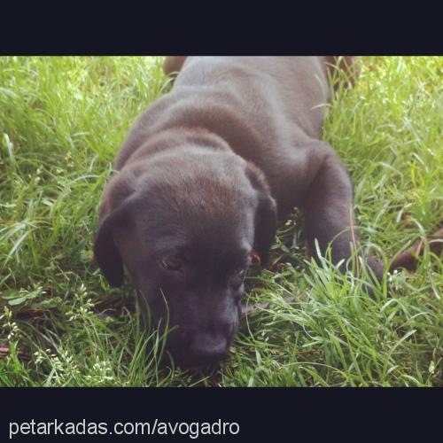 java Dişi Labrador Retriever