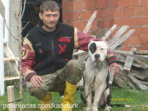 cesur Erkek Amerikan Staffordshire Terrier