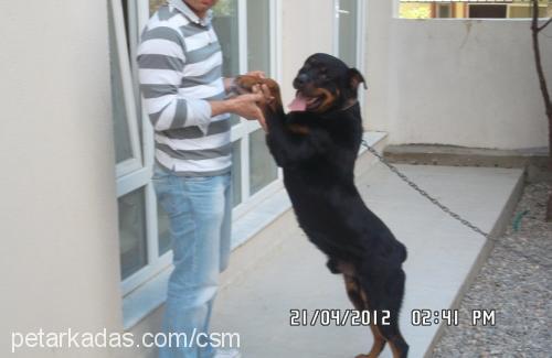 efe Erkek Rottweiler