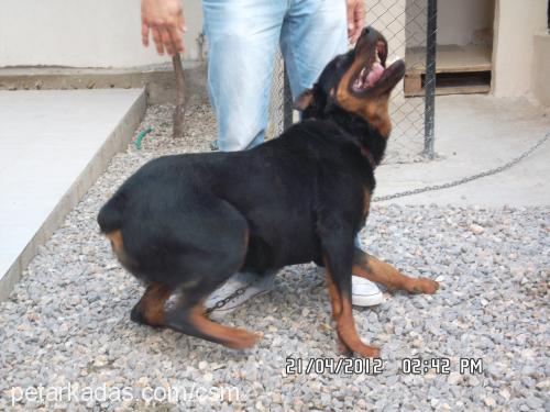 efe Erkek Rottweiler