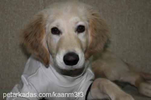 goldy Dişi Golden Retriever