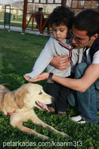 goldy Dişi Golden Retriever