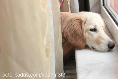 goldy Dişi Golden Retriever