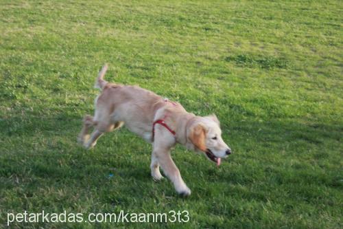 goldy Dişi Golden Retriever