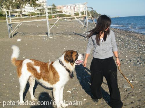 leon Erkek St. Bernard (Saint Bernard)