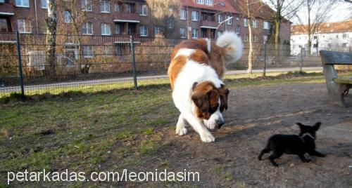 leon Erkek St. Bernard (Saint Bernard)