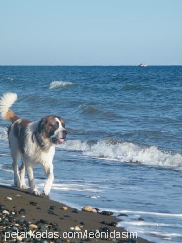 leon Erkek St. Bernard (Saint Bernard)