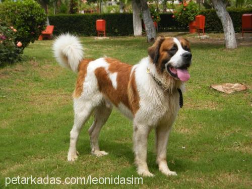 leon Erkek St. Bernard (Saint Bernard)