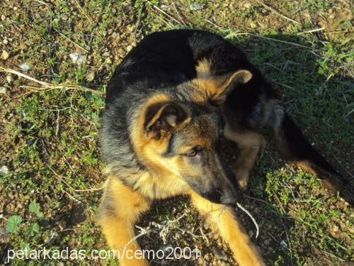 tommy Erkek Alman Çoban Köpeği