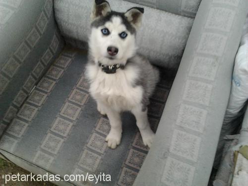 gÖlge Dişi Sibirya Kurdu (Husky)