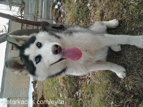 gÖlge Dişi Sibirya Kurdu (Husky)