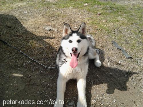 gÖlge Dişi Sibirya Kurdu (Husky)