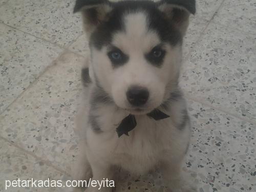 gÖlge Dişi Sibirya Kurdu (Husky)