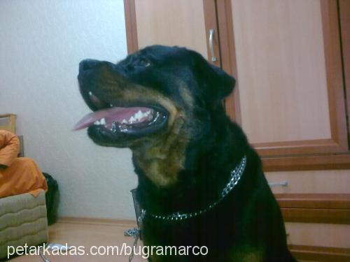 marco Erkek Rottweiler