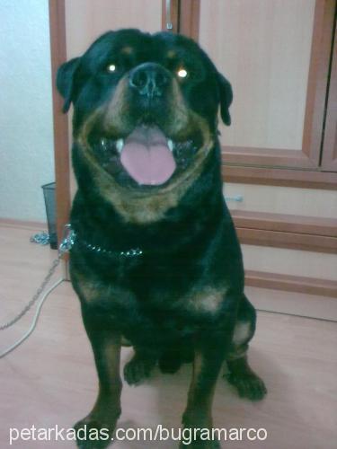 marco Erkek Rottweiler