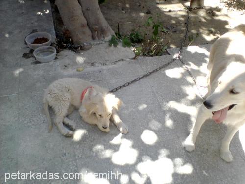 jerry Dişi Golden Retriever