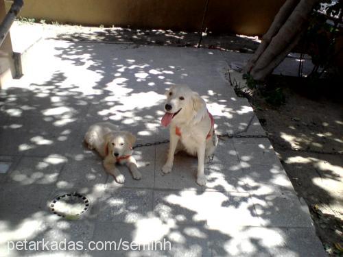 jerry Dişi Golden Retriever