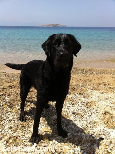 hera Dişi Labrador Retriever