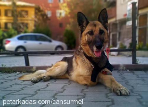 carla Dişi Alman Çoban Köpeği