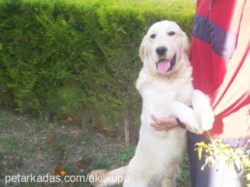 caş Erkek Golden Retriever