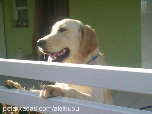 caş Erkek Golden Retriever