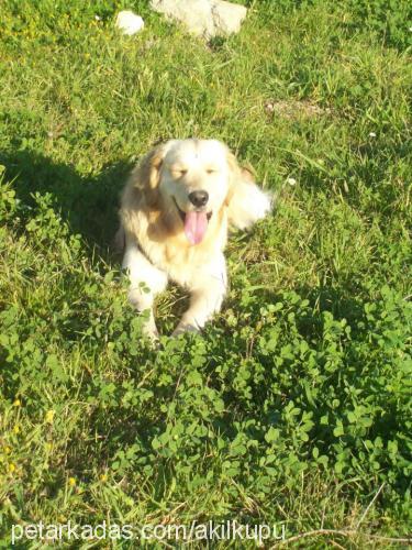 caş Erkek Golden Retriever