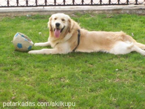 caş Erkek Golden Retriever