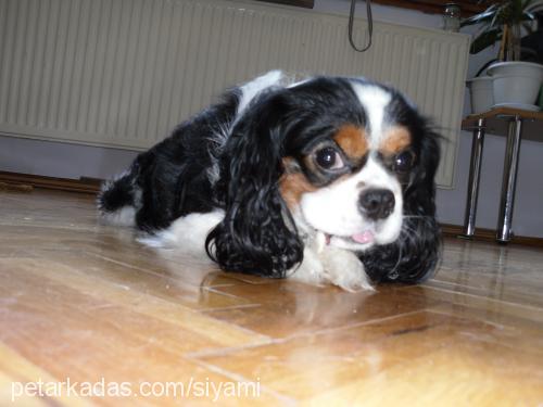 puppy Erkek Cavalier King Charles Spanieli