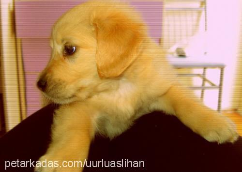 paşa Erkek Golden Retriever