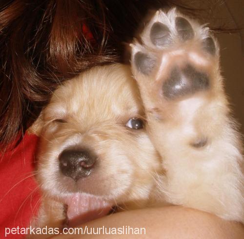 paşa Erkek Golden Retriever