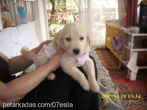 pars.ayaz Erkek Golden Retriever