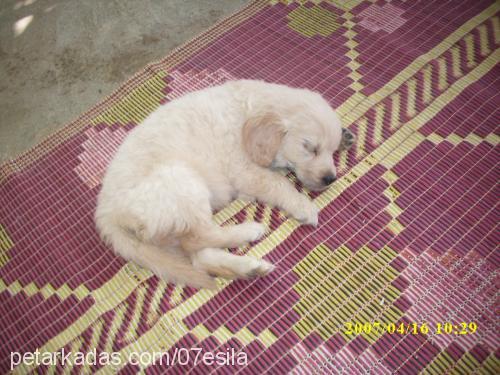 pars.ayaz Erkek Golden Retriever