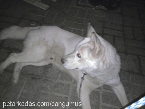 bulut Erkek Sibirya Kurdu (Husky)