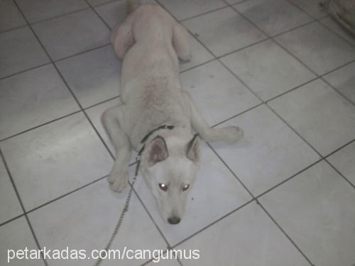 bulut Erkek Sibirya Kurdu (Husky)