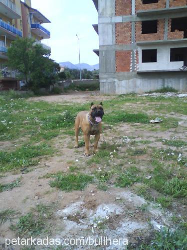 hera Dişi Bullmastiff